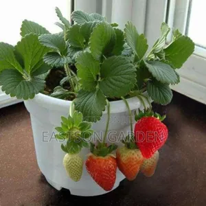 Exotic Grape & Strawberry Seedling Bundle - Dual Fruit Garden Starter
