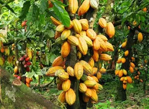 Exotic Cocoa Seedlings - Start Your Own Profitable Cocoa Farm