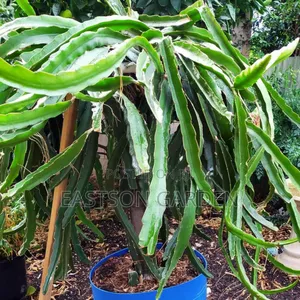 White Vietnam Dragon Fruit Seedlings - Highly Profitable Exotic