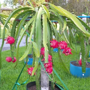 Exotic Dragon Fruit Seedlings - Sweet & High-Value Pitaya