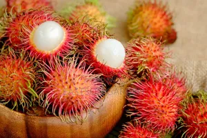 Rambutan Seedlings - Tropical Lychee-Relative for Home Gardens