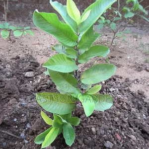 Jumbo Guava Hybrid Seedlings - Superior Market Breed