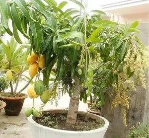 Jumbo Dwarf Mango Seedlings - Fast-Fruiting, High-Yield Variety