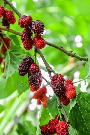 Hybrid Mulberry Seedlings - Fast-Growing, Prolific Fruit Producers