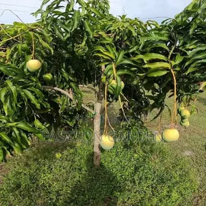 Dwarf Apple Mango Seedlings - Compact Tree for Pots & Small Gardens