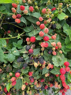 Exotic Blackberry Seedlings - Thornless, Easy-Harvest Variety