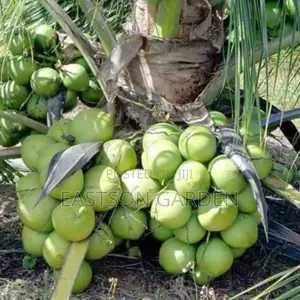 Malaysian Dwarf Coconut Seedlings - Early Maturing, Short Stature