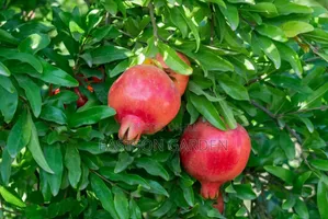 Dwarf Pomegranate Seedlings - Ornamental & Edible Landscape Tree