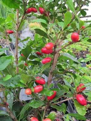 Miracle Berry Seedlings - Flavor-Altering Novelty Fruit Plant