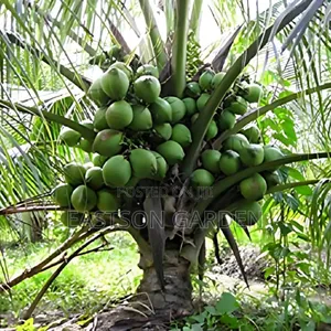 Brazilian Dwarf Coconut Seedlings - Robust, High-Yield Palm