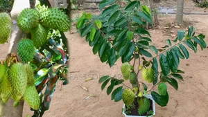 Exotic Soursop (Graviola) Seedlings - Tropical Superfruit Tree