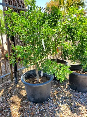 Dwarf Clementine Seedlings - Seedless, Sweet & Easy-Peel Citrus