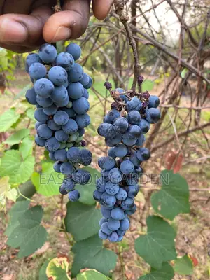 Seedless Table Grape Vines - Sweet, Exotic Variety for Home Gardens