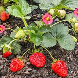 Exotic Strawberry Seedlings - Large, Sweet, Ever-Bearing Plants