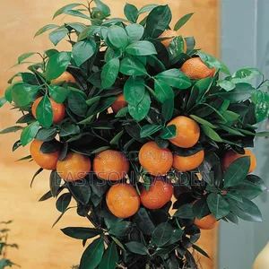 Dwarf Hybrid Orange Seedlings - Disease-Resistant, Container Ready