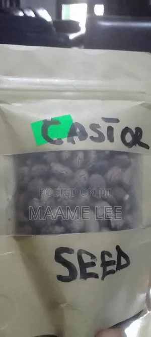 Pure Castor Seeds - Traditional Multipurpose Wellness Seed