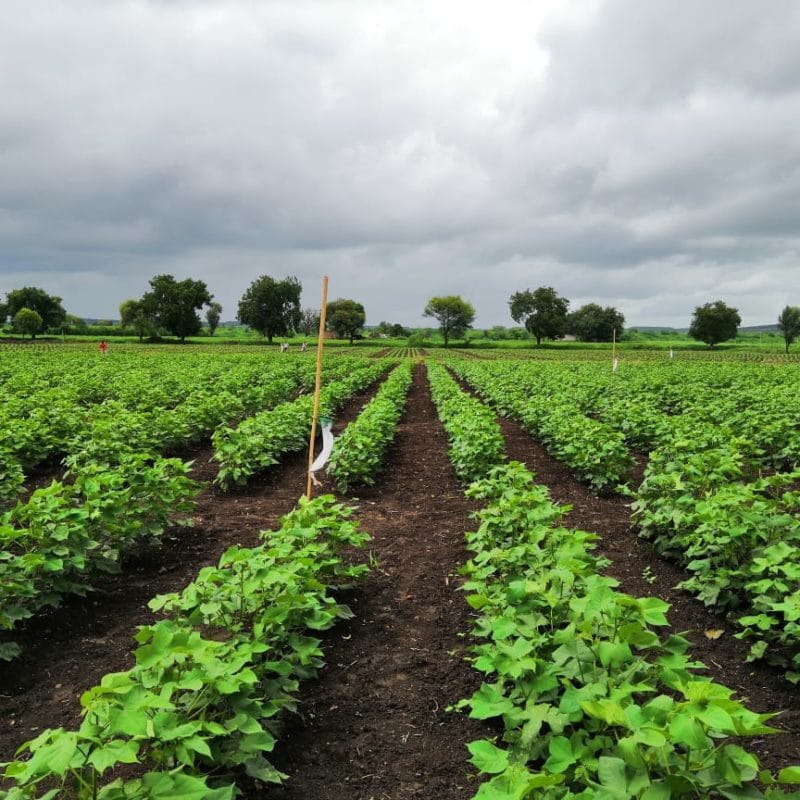 Professional Agronomist Consultation - Expert Farm Advice, Crop Management Support