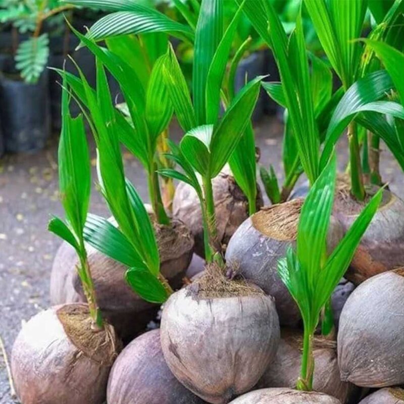Improved Dwarf Coconut Seedlings - Fast Fruiting, Disease Resistant, Free Delivery