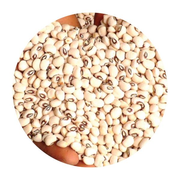 Dujis – White Beans (Cup Size)