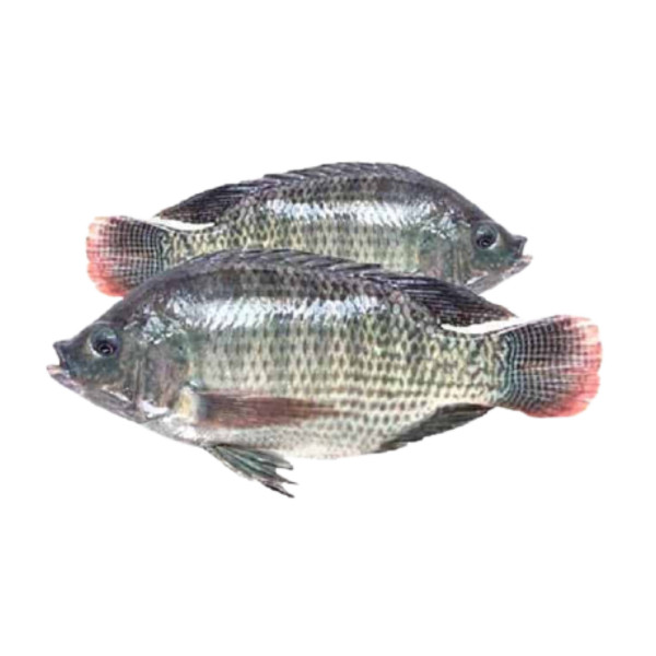 Dujis – Fresh Tilapia (4pcs, Farm-Raised & Flavorful)