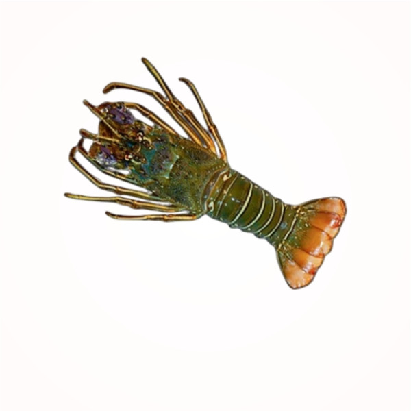 Fresh Lobsters – Premium Whole Lobsters with Sweet, Tender Meat