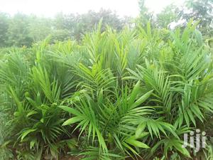 Hybrid Oil Palm Seedlings - High-Yield Sumatra Variety