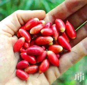 Miracle Berry (Asaa) Seedling - Natural Sweetener Plant