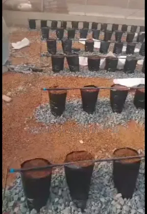 12x15 Inch Growing Bags - Durable Fabric Pots for Vegetables & Herbs