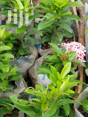 Dwarf Ixora Flower Seedlings - Multi-Color Hedging & Border Plants