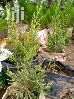 Sky Rocket Seedlings - Fastigiate Evergreen for Landscaping