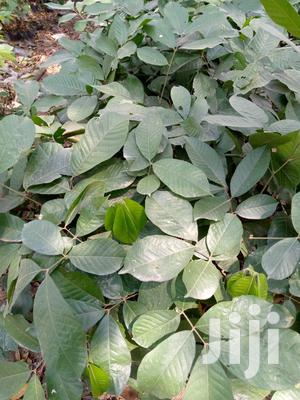 Ackee Apple (Akyee Fufuo) Seedlings - Ornamental & Fruit Tree