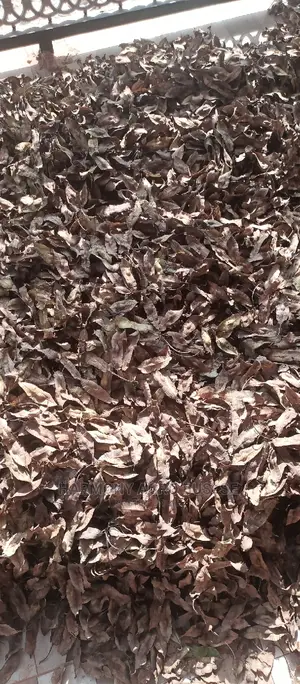 Premium Timber Seed Collection - Mahogany, Teak, Cedar & More