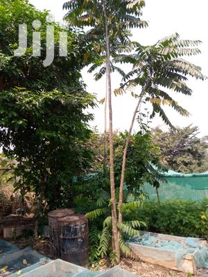 Premium Cedrela Seedlings - Fast-Growing Timber for Plantations