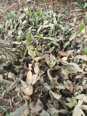 Dragon Fruit Seedlings - Exotic Climbing Cactus for Ghanaian Climates