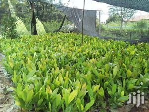 Hybrid Brazilian Cashew Seedlings - Grafted for High Yield