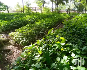 High-Quality Teak Seedlings - Fast-Growing for Timber Production