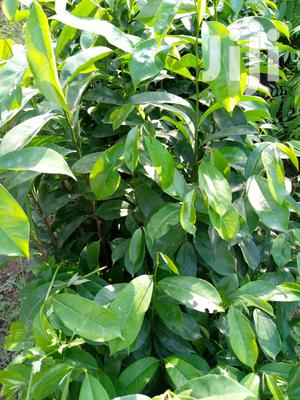 Soursop (Alaguintuguin) Seedlings - Medicinal Fruit Tree