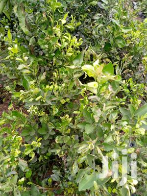 Grafted Citrus Seedlings - Premium Orange, Lemon & Lime Varieties