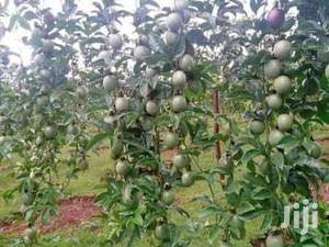 Passion Fruit Seedlings - Vigorous Climber for Tropical Gardens