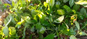 Cinnamon Seedlings - Rare Medicinal & Aromatic Plant