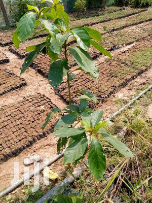 Oframo Tree Seedlings - Fast-Growing Native Timber