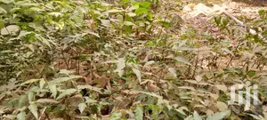 Neem Tree Seedlings - Natural Pesticide Source & Shade Tree