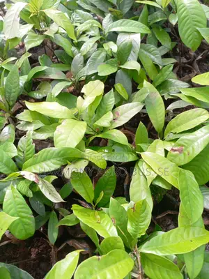 Nutmeg Seedlings - Aromatic Spice Tree for Integrated Farming