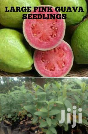 Exotic Guava Seedlings - Sweet, Aromatic Fruit Tree