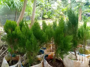 Thuja (Christmas Tree) Seedling - Ornamental Cone-shaped Evergreen