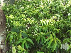 Grafted Exotic Mango Seedlings - Early Fruiting & High-Quality