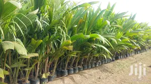 Royal Palm (Veitchia Palm) Seedlings - Landscaping & Beautification
