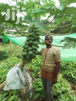 Solo Pawpaw Seedlings - Sweet, Seedless Exotic Variety