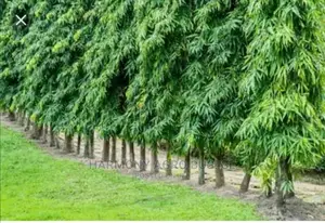 Polythia (Weeping Willow) Seedlings - Ornamental Shade Tree