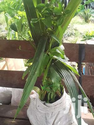 Home Orchard Starter Package - Curated Assorted Fruit Seedlings